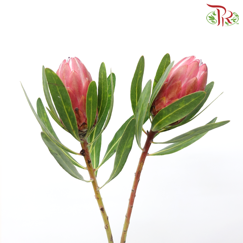 Protea - Lancelot (2 Stems)-Pink-Africa-prflorist.com.my