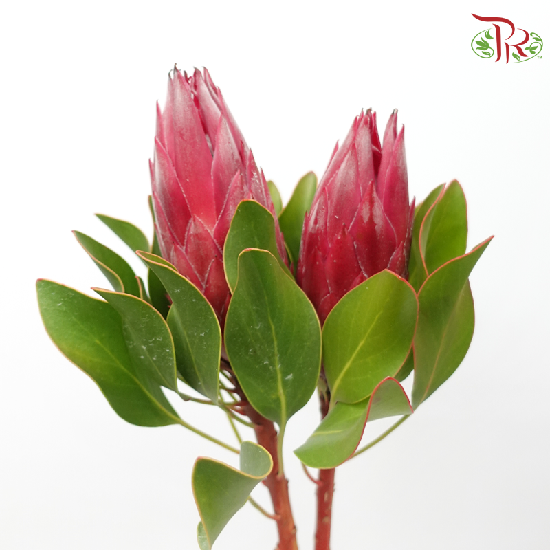 Protea Madiba - (2 Stems)-Pink-Africa-prflorist.com.my
