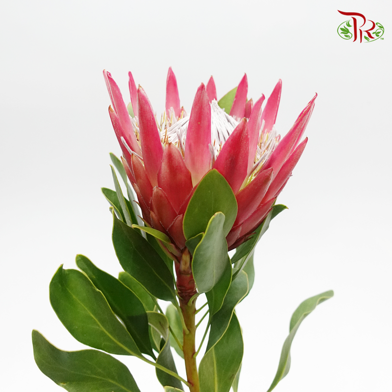 Protea Madiba - (2 Stems)-Red-Netherland-prflorist.com.my