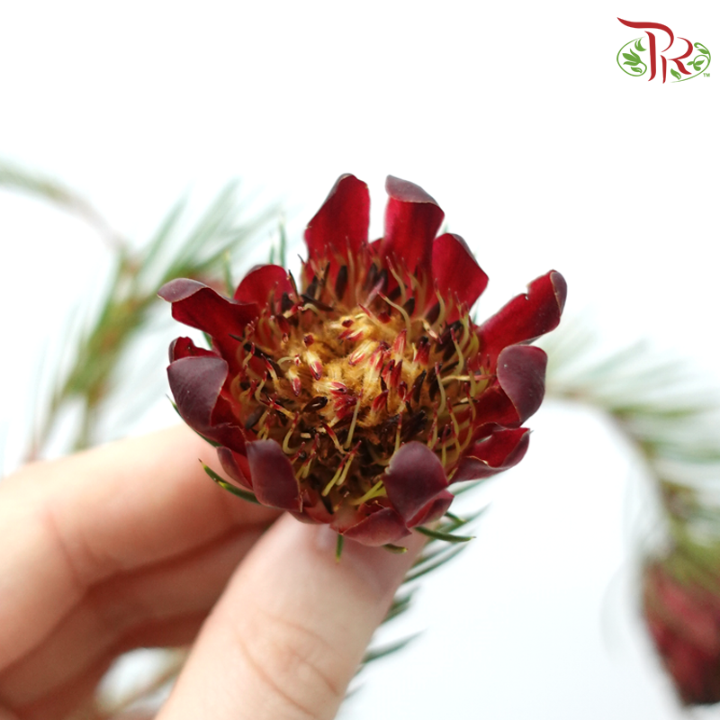 Protea Nana - (10 Stems)-Africa-prflorist.com.my