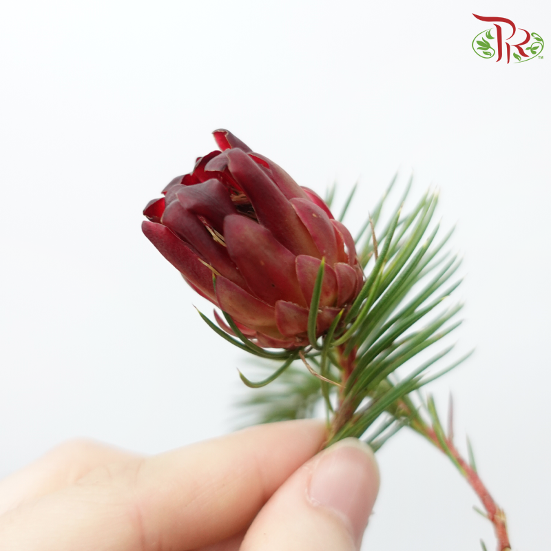 Protea Nana - (10 Stems)-Africa-prflorist.com.my