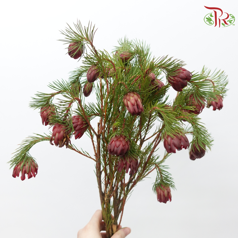 Protea Nana - (10 Stems)-Africa-prflorist.com.my