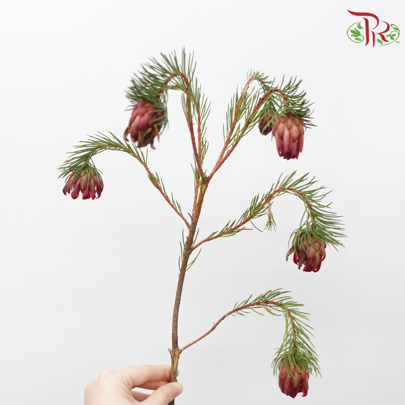 Protea Nana - (10 Stems)-Africa-prflorist.com.my