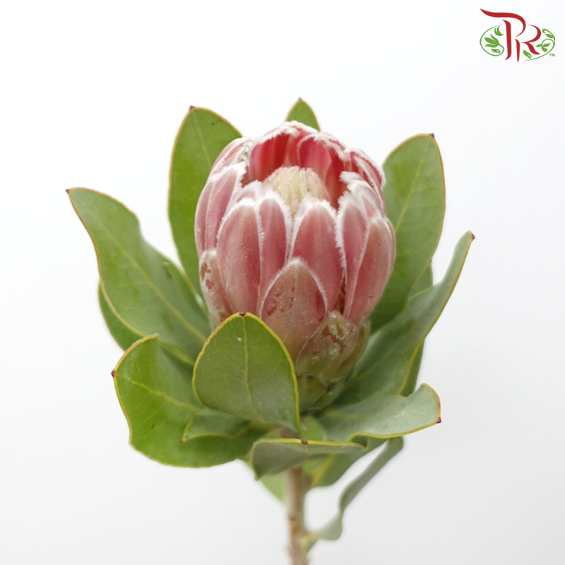 Protea - Penny Pink (2 Stems)-Pink-Africa-prflorist.com.my