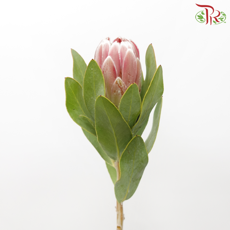 Protea - Penny Pink (2 Stems)-Pink-Africa-prflorist.com.my