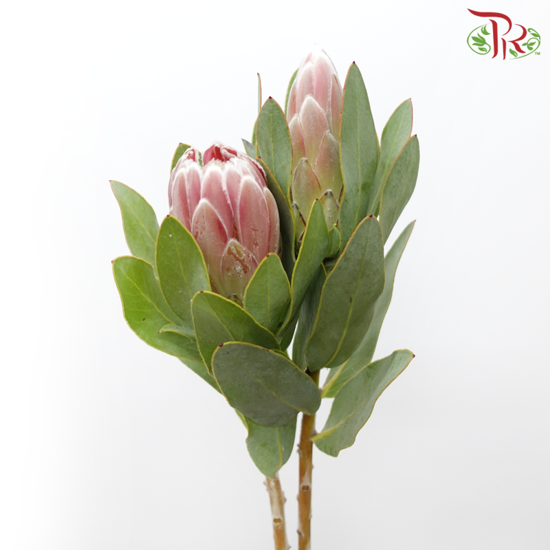 Protea - Penny Pink (2 Stems)-Pink-Africa-prflorist.com.my
