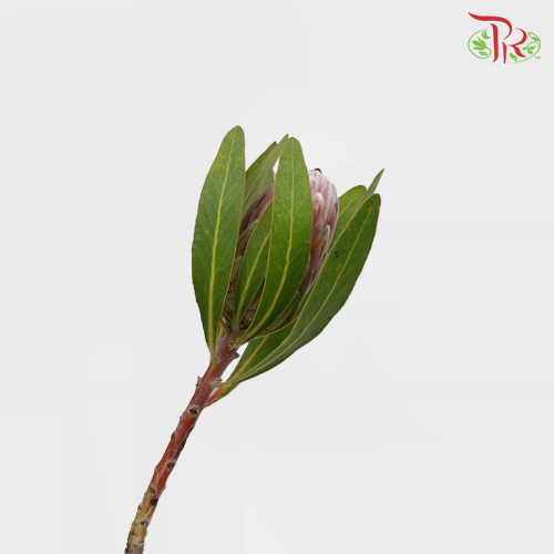 Protea Pink Ice - (2 Stems)-Pink-Africa-prflorist.com.my