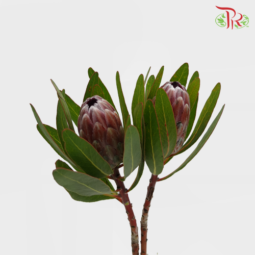 Protea Pink Ice - (2 Stems)-Pink-Africa-prflorist.com.my