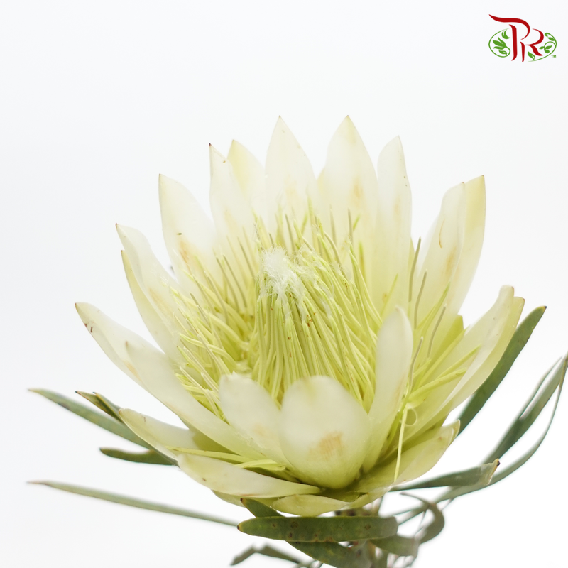 Protea Repens - Light Green (2 Stems)-Light Green-Africa-prflorist.com.my