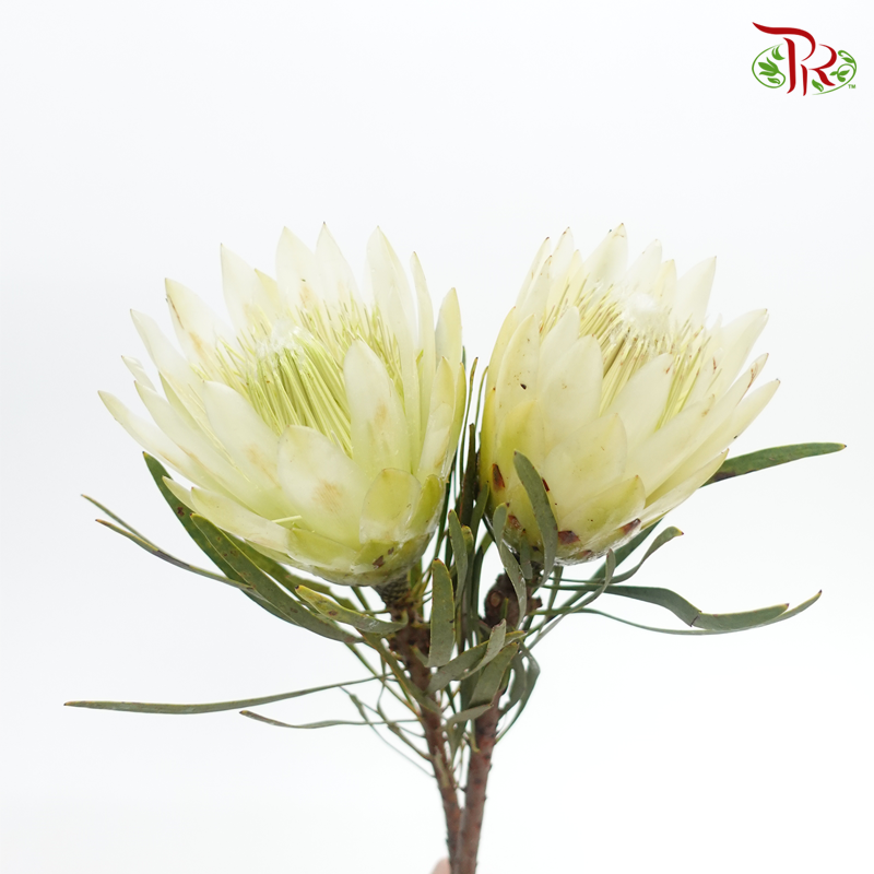 Protea Repens - Light Green (2 Stems)-Light Green-Africa-prflorist.com.my