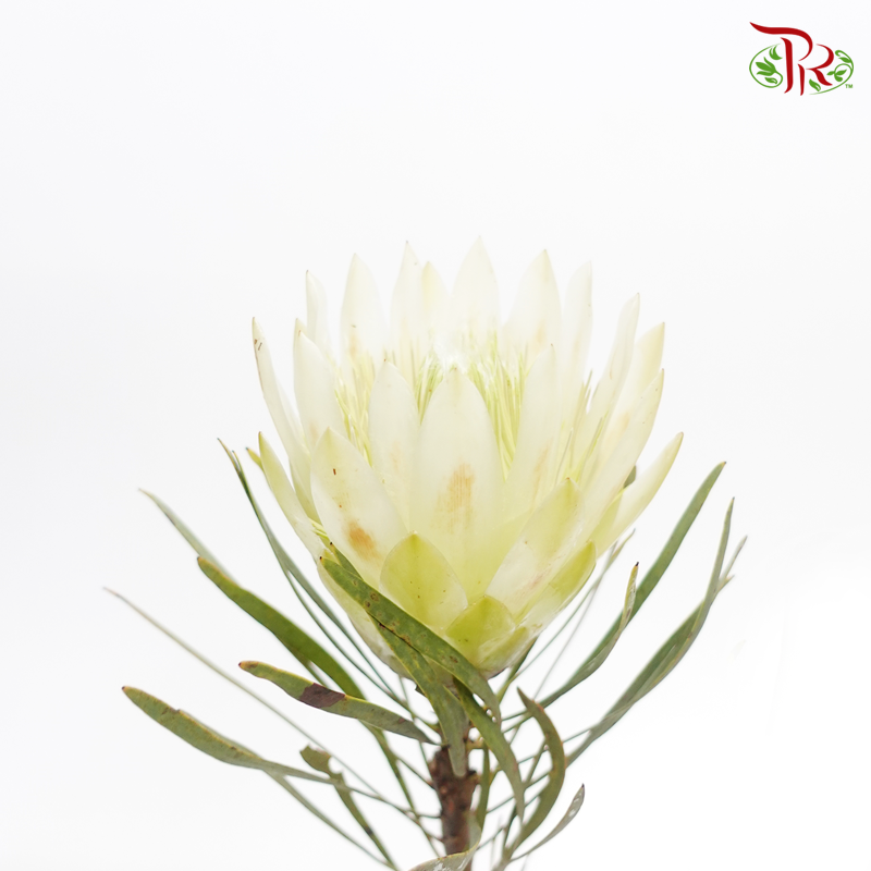 Protea Repens - Light Green (2 Stems)-Light Green-Africa-prflorist.com.my