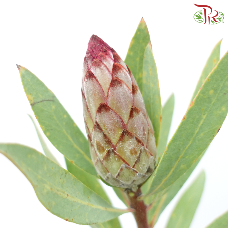 Protea - Robyn (2 Stems)-Pink-Africa-prflorist.com.my