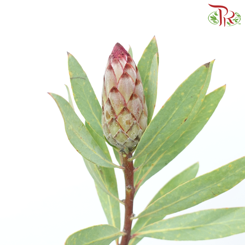 Protea - Robyn (2 Stems)-Pink-Africa-prflorist.com.my