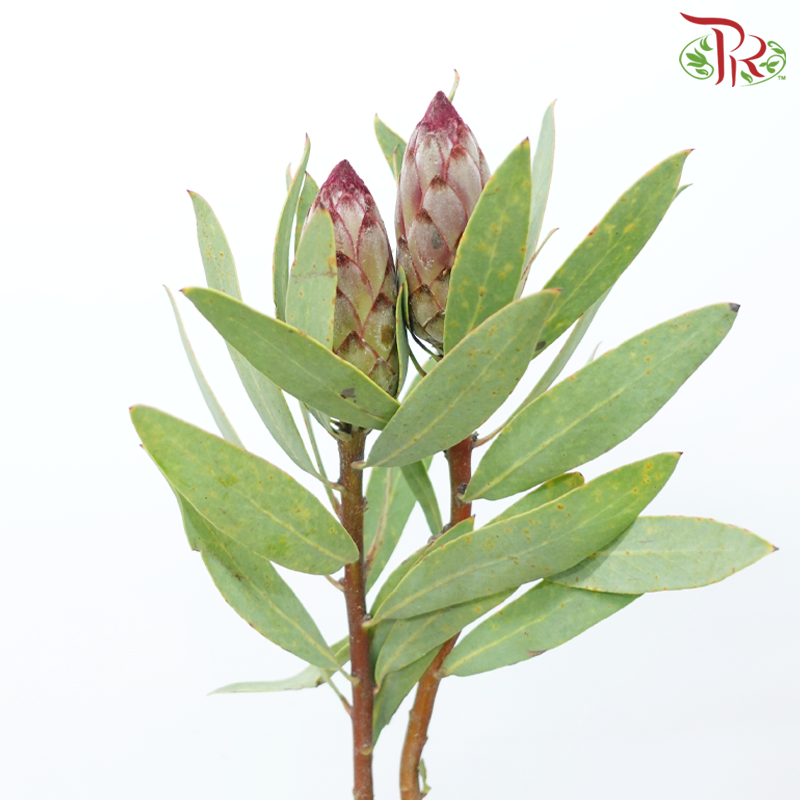 Protea - Robyn (2 Stems)-Pink-Africa-prflorist.com.my