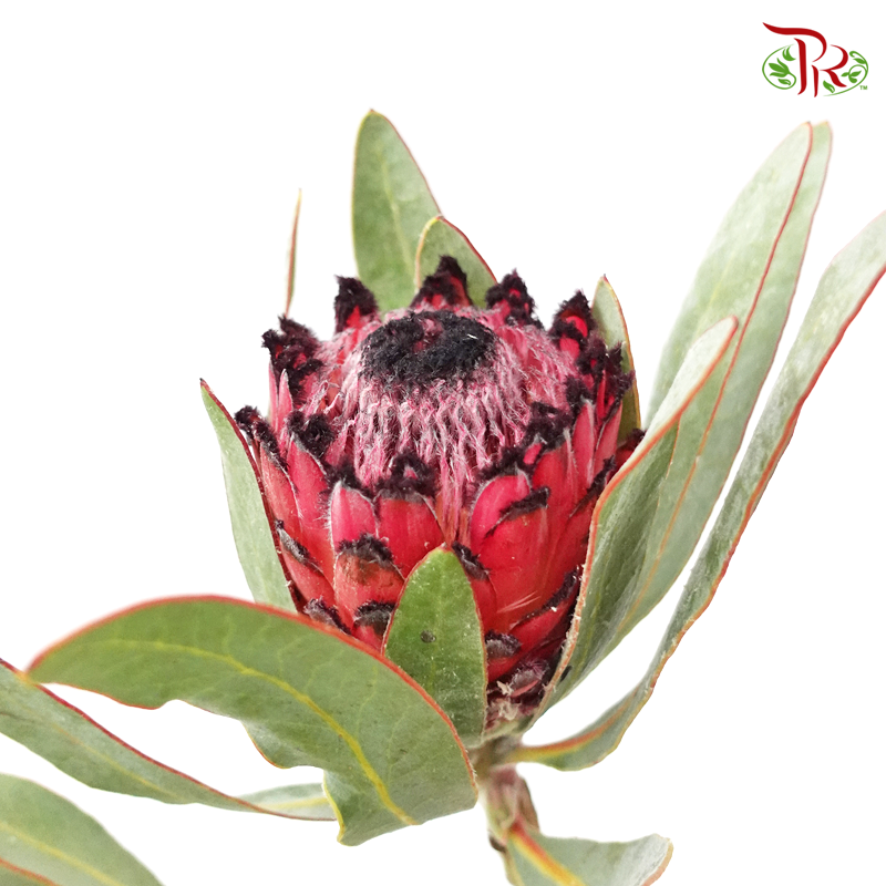 Protea Ruby Princess - (2 Stems)-Pink-Africa-prflorist.com.my