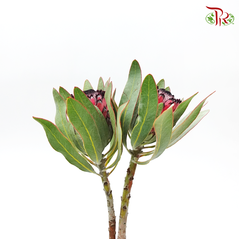 Protea Ruby Princess - (2 Stems)-Pink-Africa-prflorist.com.my