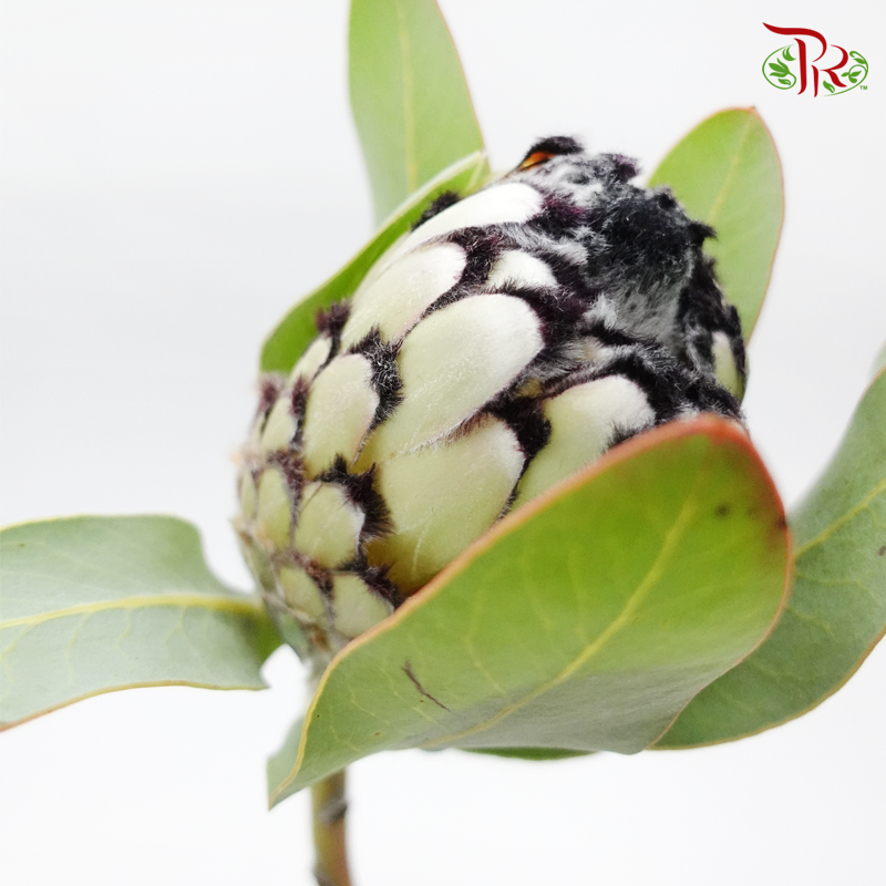 Protea Snow Leopard - (Per Stem)-Cream-Africa-prflorist.com.my