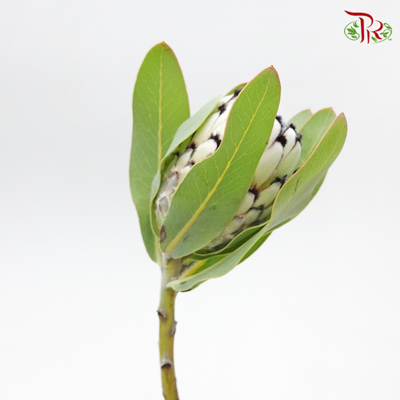 Protea Snow Leopard - (Per Stem)-Cream-Africa-prflorist.com.my
