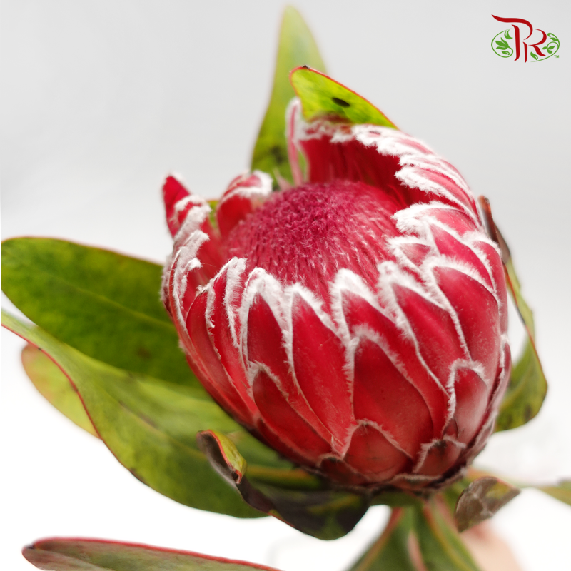 Protea Venus - (2 Stems)-Pink-Africa-prflorist.com.my