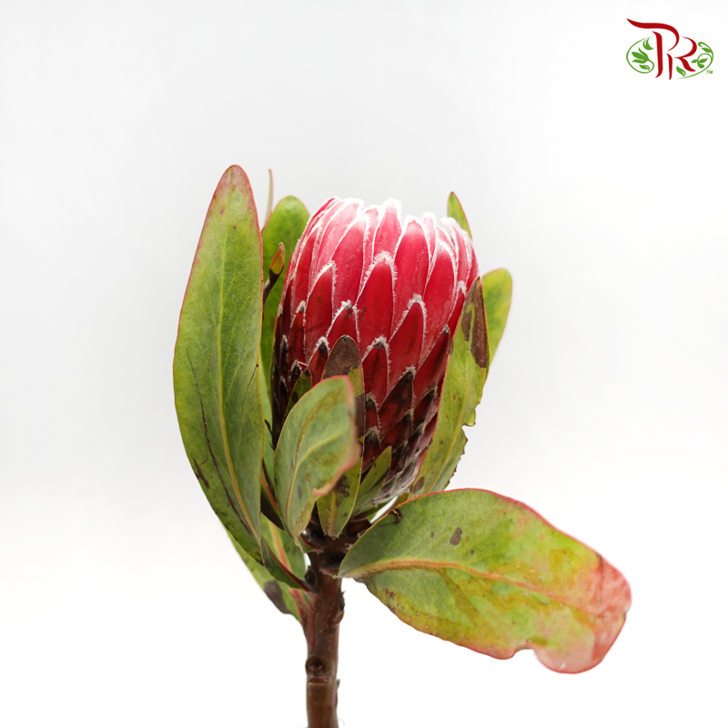 Protea Venus - (2 Stems)-Pink-Africa-prflorist.com.my