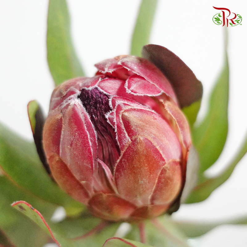 Protea Venus / Sharonet - (2 Stems)-Pink-Africa-prflorist.com.my