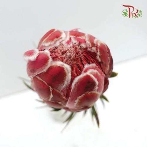 Protea Venus / Sharonet - (2 Stems)-Pink-Africa-prflorist.com.my