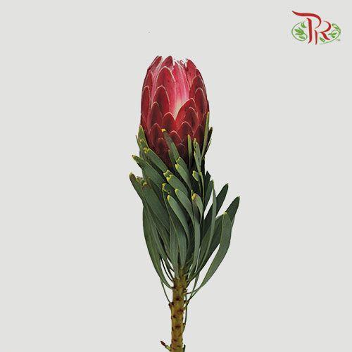 Protea Venus / Sharonet - (2 Stems)-Pink-Africa-prflorist.com.my