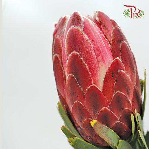 Protea Venus / Sharonet - (2 Stems)-Pink-Africa-prflorist.com.my