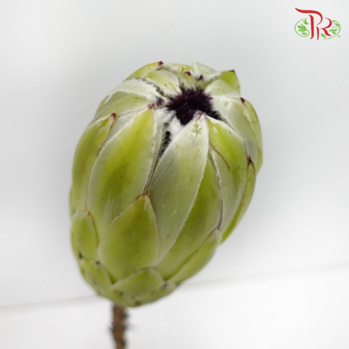 Protea White Pride - (2 Stems)-White-Africa-prflorist.com.my