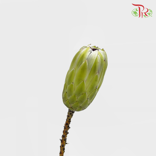 Protea White Pride - (2 Stems)-White-Africa-prflorist.com.my