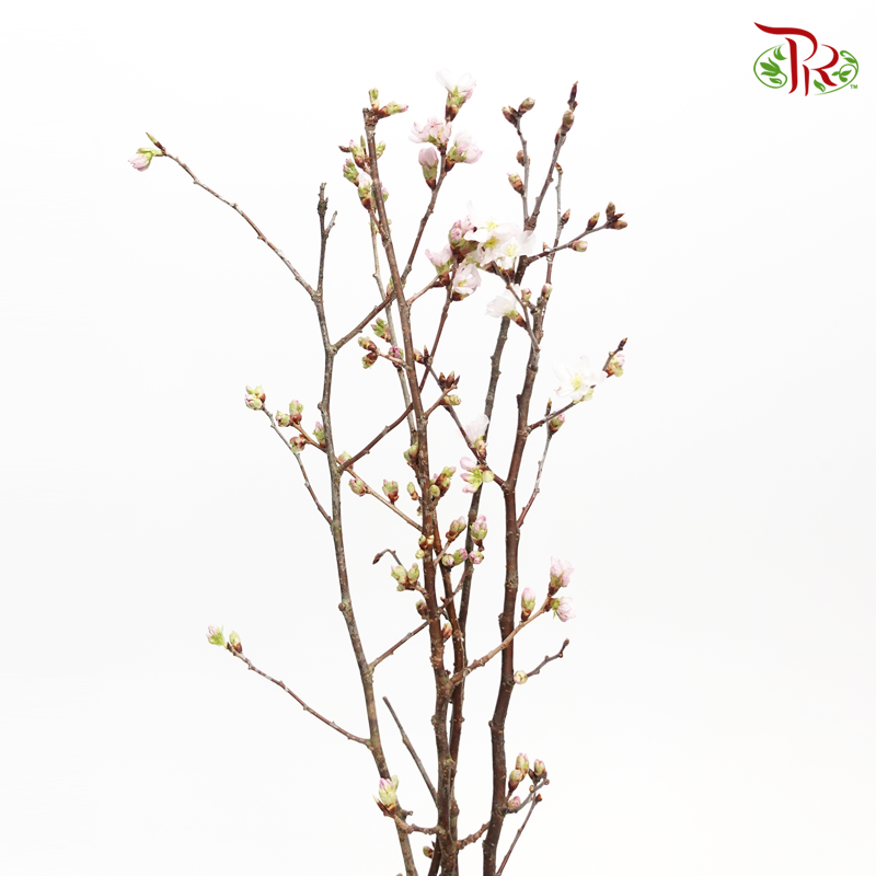 Prunus (5 Stems)-Light Pink-Japan-prflorist.com.my