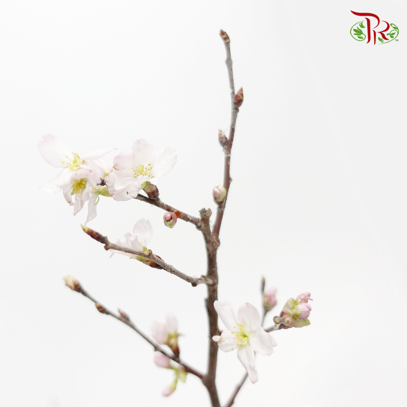 Prunus (5 Stems)-Light Pink-Japan-prflorist.com.my