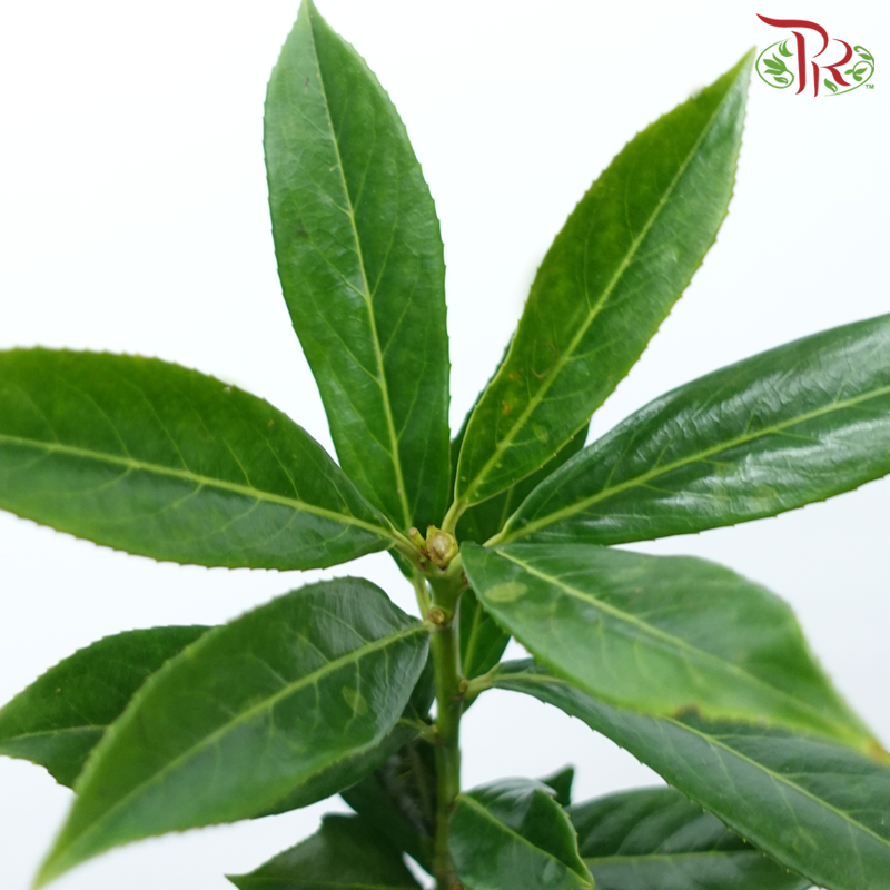 Prunus Green Angustifolia (10 Stems)-Netherland-prflorist.com.my