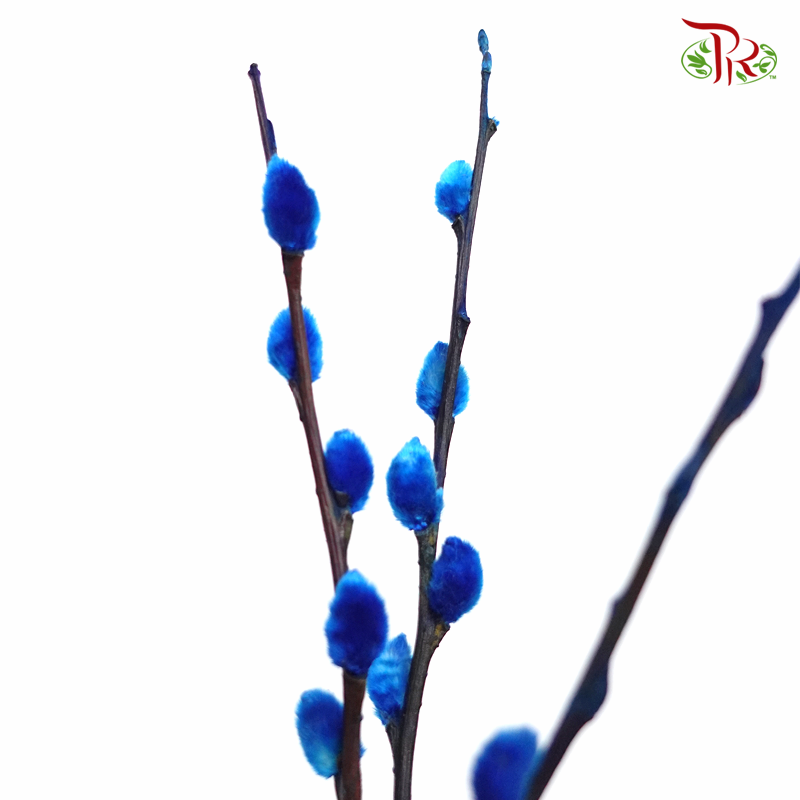 Pussy Willow Single (6FT) - Dark Blue (10 Stems)-China-prflorist.com.my