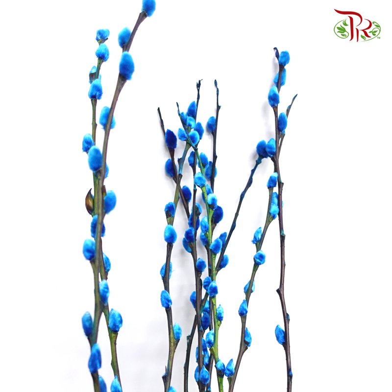 Pussy Willow Single (6FT) - Dark Blue (10 Stems)-China-prflorist.com.my