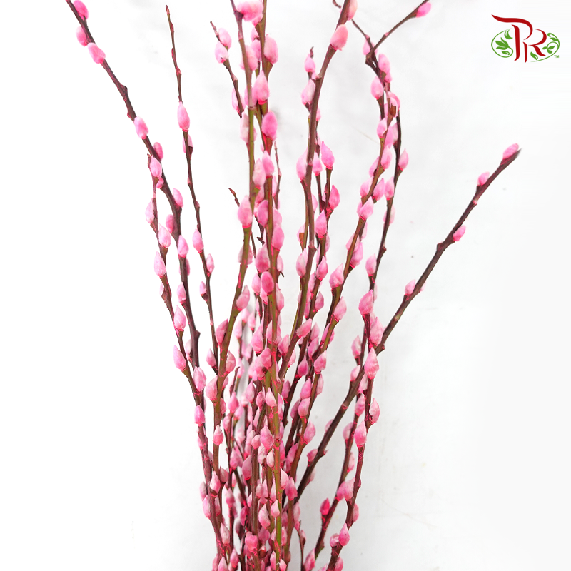 Pussy Willow Single (6FT) - Highlight Pink (10 Stems)-Pudu Ria Florist-prflorist.com.my