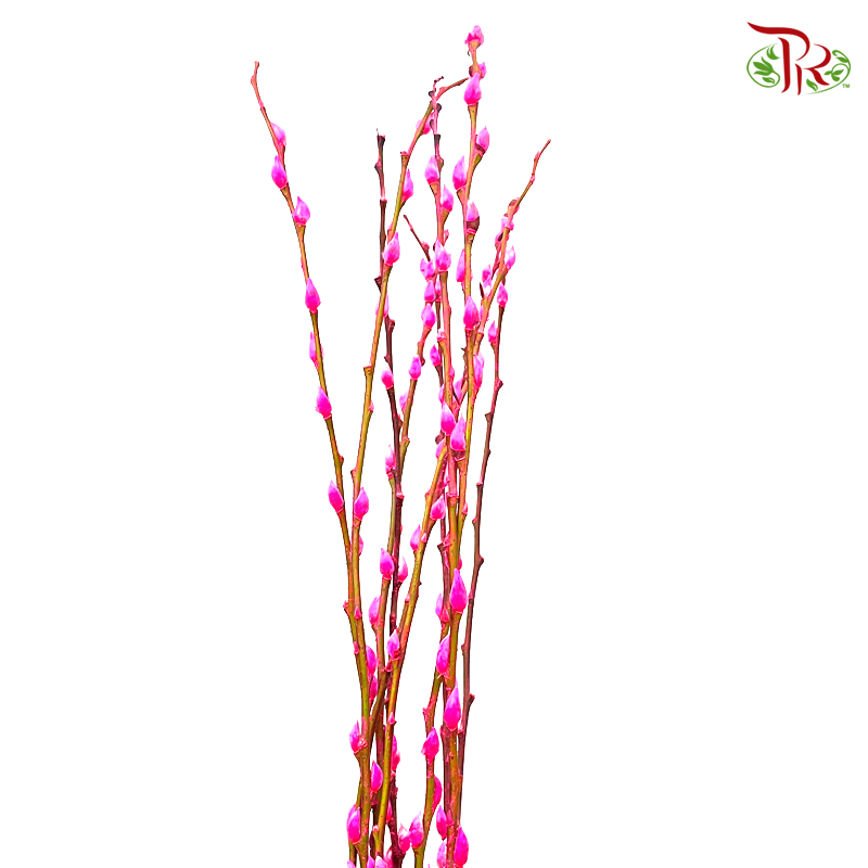 Pussy Willow Single (6FT) - Highlight Pink (10 Stems)-Pudu Ria Florist-prflorist.com.my