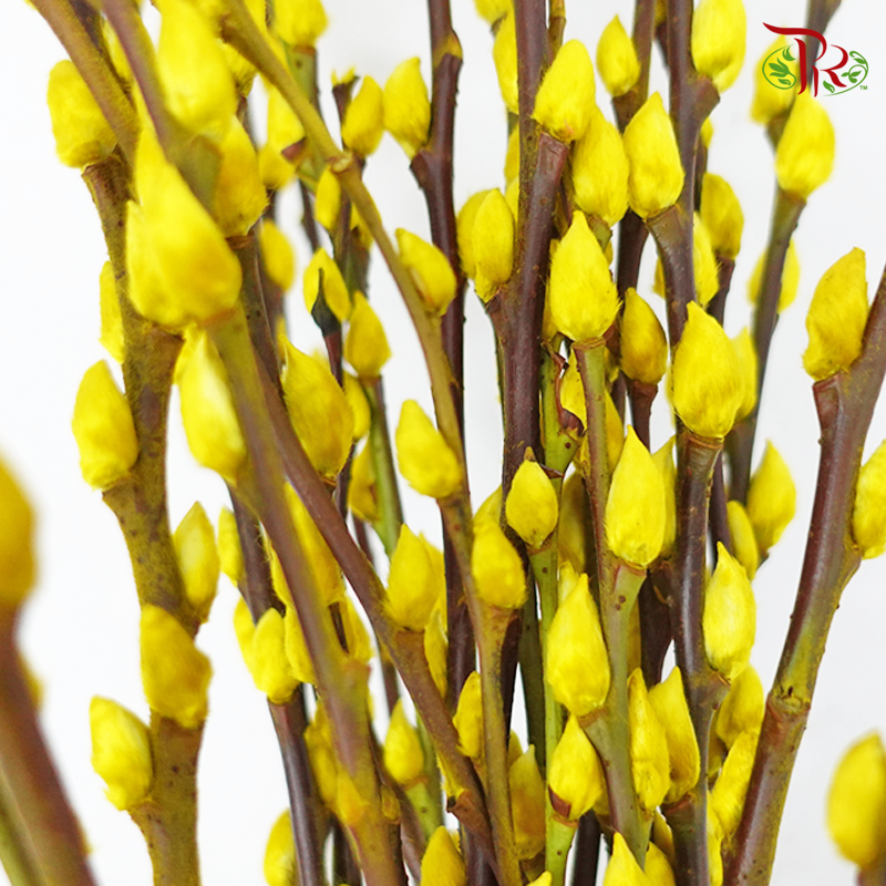 Pussy Willow Spray (6FT) - Yellow (12 Stems)-Yellow-Pudu Ria Florist-prflorist.com.my