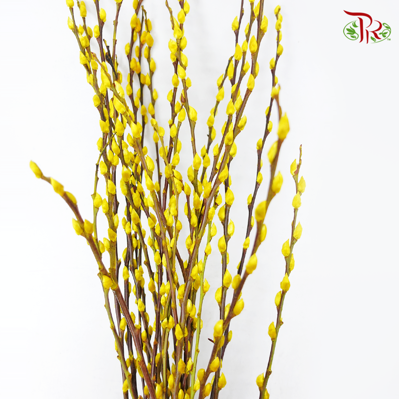Pussy Willow Spray (6FT) - Yellow (12 Stems)-Yellow-Pudu Ria Florist-prflorist.com.my