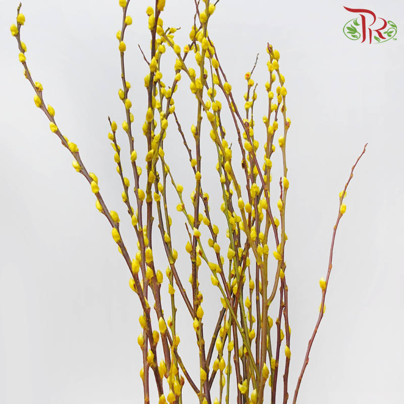 Pussy Willow Spray (6FT) - Yellow (12 Stems)-Yellow-Pudu Ria Florist-prflorist.com.my