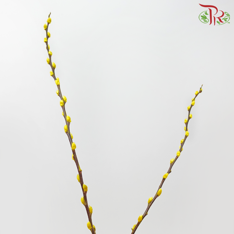 Pussy Willow Spray (6FT) - Yellow (12 Stems)-Yellow-Pudu Ria Florist-prflorist.com.my