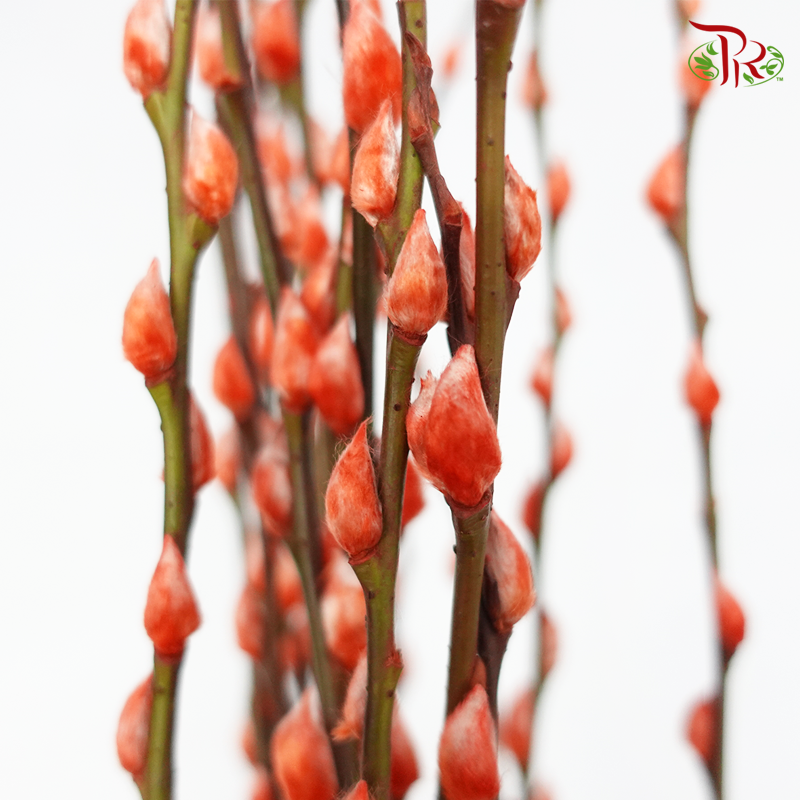 Pussy Willow Spray (8FT) - Orange (12 Stems)-Orange-Pudu Ria Florist-prflorist.com.my