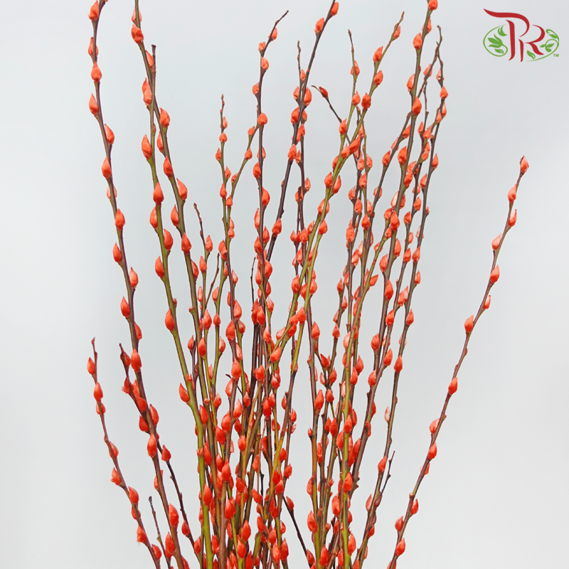 Pussy Willow Spray (8FT) - Orange (12 Stems)-Orange-Pudu Ria Florist-prflorist.com.my