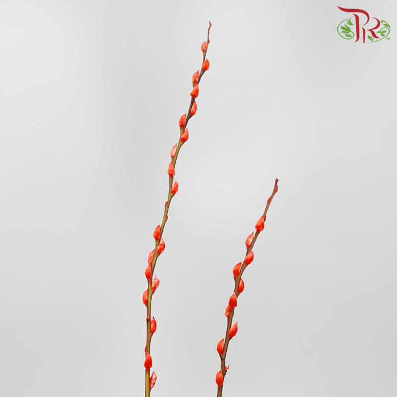 Pussy Willow Spray (8FT) - Orange (12 Stems)-Orange-Pudu Ria Florist-prflorist.com.my