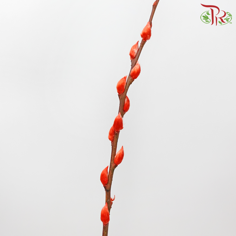 Pussy Willow Spray (8FT) - Orange (12 Stems)-Orange-Pudu Ria Florist-prflorist.com.my