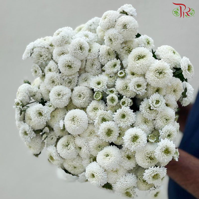 Chrysanthemum Pompom Dandelion