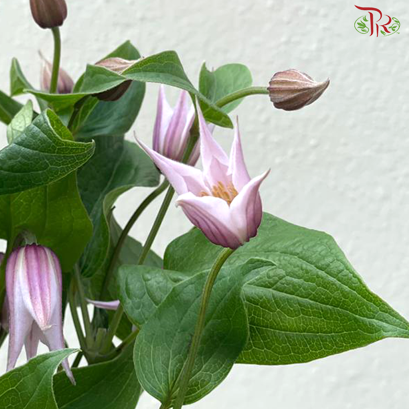 Clematis《铁线莲》