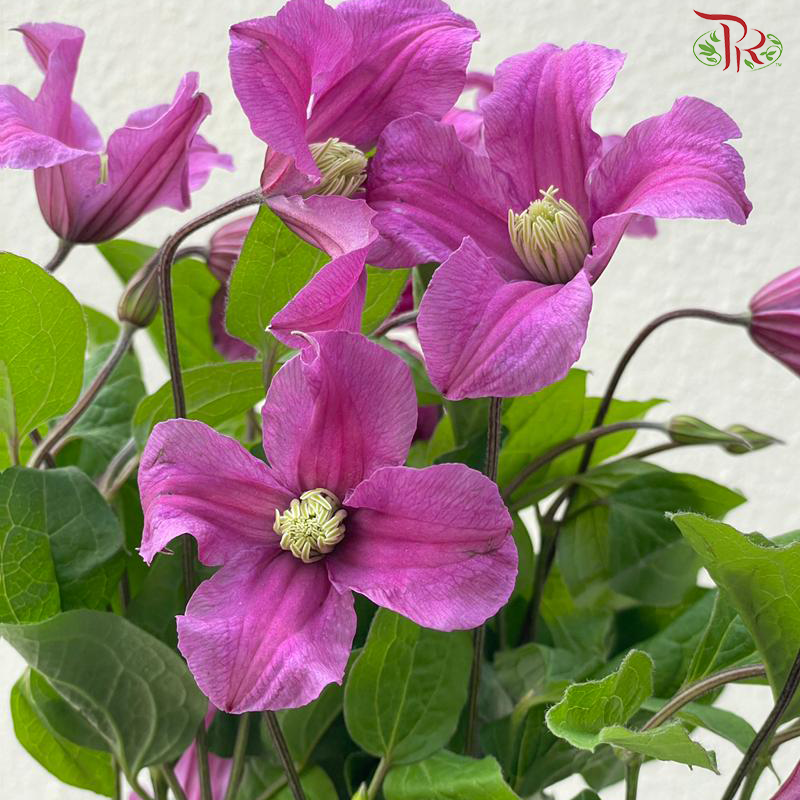 Clematis《铁线莲》