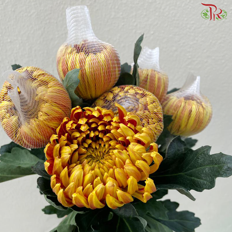 Net Mum Chrysanthemum Big