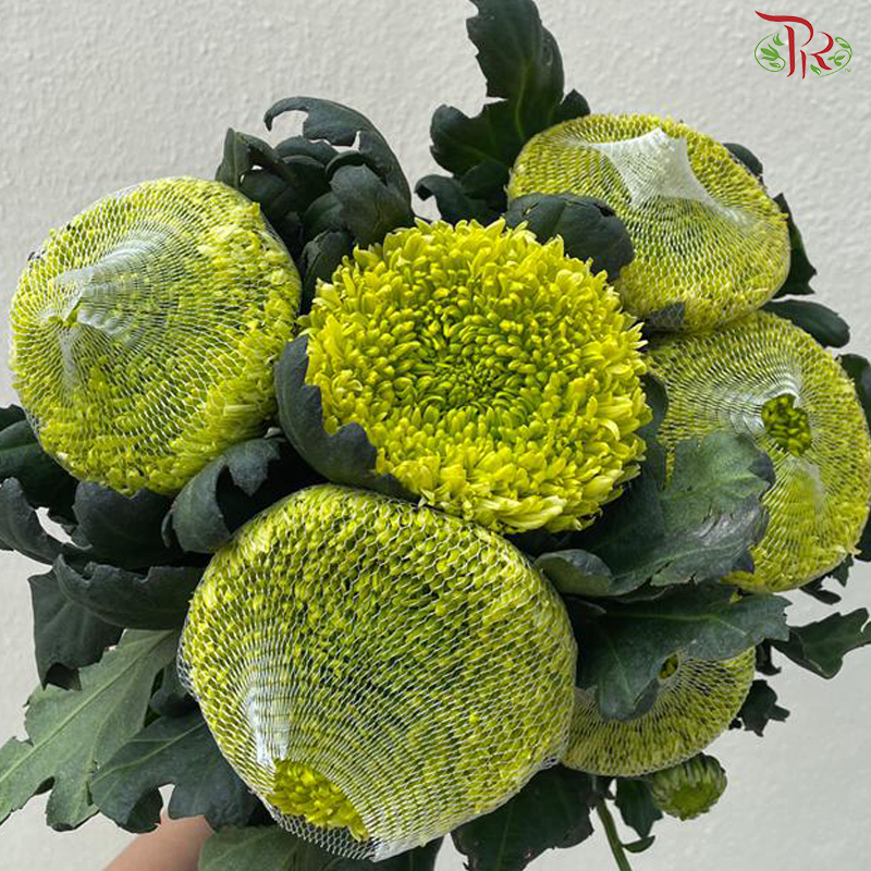 Net Mum Chrysanthemum Big